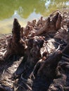 Taxodium Distichum (Bald Cypress) Tree Knees and Roots next to Water. Royalty Free Stock Photo