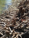 Taxodium Distichum (Bald Cypress) Tree Knees and Roots next to Water. Royalty Free Stock Photo