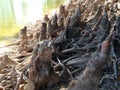 Taxodium Distichum (Bald Cypress) Tree Knees and Roots next to Water. Royalty Free Stock Photo