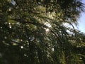 Taxodium Distichum (Bald Cypress) Tree with Rain Drops on Branches Growing next to Pond during Sunrise. Royalty Free Stock Photo