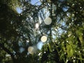 Taxodium Distichum (Bald Cypress) Tree with Rain Drops on Branches Growing next to Pond during Sunrise. Royalty Free Stock Photo