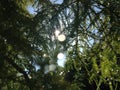 Taxodium Distichum (Bald Cypress) Tree with Rain Drops on Branches Growing next to Pond during Sunrise. Royalty Free Stock Photo