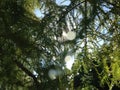 Taxodium Distichum (Bald Cypress) Tree with Rain Drops on Branches Growing next to Pond during Sunrise. Royalty Free Stock Photo