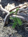 Taxodium Distichum (Bald Cypress) Tree Sprout Growing between Knees and Roots next to Water. Royalty Free Stock Photo