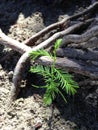 Taxodium Distichum (Bald Cypress) Tree Sprout Growing between Knees and Roots next to Water. Royalty Free Stock Photo