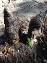 Taxodium Distichum (Bald Cypress) Tree Sprout Growing between Knees and Roots next to Water. Royalty Free Stock Photo