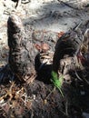 Taxodium Distichum (Bald Cypress) Tree Sprout Growing between Knees and Roots next to Water. Royalty Free Stock Photo