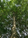 Taxodium Distichum (Bald Cypress) Tree Trunk and Branches Lit with Bright Sunlight during Sunset. Royalty Free Stock Photo