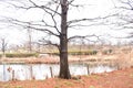 Taxodium distichum Bald cypress in winter. Royalty Free Stock Photo