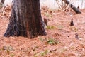 Taxodium distichum Bald cypress in winter. Royalty Free Stock Photo