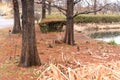 Taxodium distichum Bald cypress in winter. Royalty Free Stock Photo