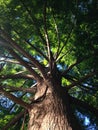 Taxodium Distichum (Bald ÃÂ§ypress) Tree Branches Lit with Bright Sunlight during Sunset.