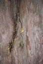 Taxodium distichum bark close up