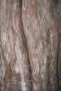 Taxodium distichum bark close up