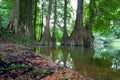 Taxodium distichum Cedar landscape Royalty Free Stock Photo