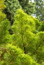 Taxodium distichum is a deciduous coniferous tree of the Cypress family Royalty Free Stock Photo