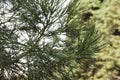 Taxodium distichum is a deciduous coniferous tree of the Cypress family Royalty Free Stock Photo