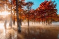 Taxodium distichum with fall needles and sunshine. Autumnal swamp cypresses and lake with reflection Royalty Free Stock Photo