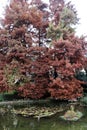 Taxodium distichum L. Rich  near the swamp, colorful autumn in the parks of Zagreb, Croatia, Europe Royalty Free Stock Photo