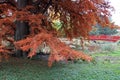 Taxodium distichum L. Rich. tree, colorful autumn in the parks of Zagreb, Croatia, Europe Royalty Free Stock Photo