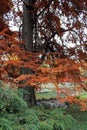 Taxodium distichum L. Rich. tree, colorful autumn in the parks of Zagreb, Croatia, Europe Royalty Free Stock Photo