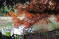 Taxodium distichum L. Rich. tree, colorful autumn in the parks of Zagreb, Croatia, Europe Royalty Free Stock Photo