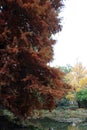 Taxodium distichum L. Rich. tree, colorful autumn in the parks of Zagreb, Croatia, Europe Royalty Free Stock Photo