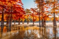 Taxodium distichum with orange needles. Autumnal swamp cypresses and lake with reflection and fog