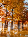 Taxodium distichum with red needles. Autumnal swamp cypresses on lake with reflection Royalty Free Stock Photo