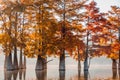 Taxodium distichum with red needles. Autumnal swamp cypresses on lake with reflection Royalty Free Stock Photo