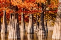 Taxodium distichum with red needles. Autumnal swamp cypresses on lake with reflection Royalty Free Stock Photo