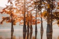 Taxodium distichum or swamp cypresses and glassy lake Royalty Free Stock Photo