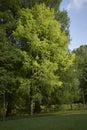 Taxodium distichum tree Royalty Free Stock Photo