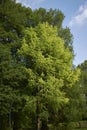 Taxodium distichum tree