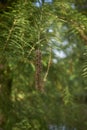 Taxodium distichum tree Royalty Free Stock Photo