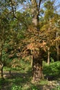 Taxodium Distichum Tree Royalty Free Stock Photo