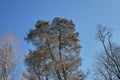 Taxodium distichum tree silhouette Royalty Free Stock Photo