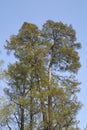 Taxodium distichum tree