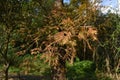 Taxodium Distichum Tree Royalty Free Stock Photo