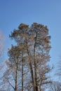 Taxodium distichum tree silhouette Royalty Free Stock Photo