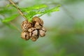 Taxodium distichum  ( Bald Cypress, or Swamp Cypress ) with brown  cones. conifer, nature Royalty Free Stock Photo