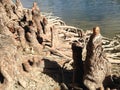 Taxodium Distichum (Bald Cypress) Tree Knees and Roots next to Water. Royalty Free Stock Photo