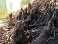 Taxodium Distichum (Bald Cypress) Tree Knees and Roots next to Water. Royalty Free Stock Photo