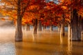 Taxodium with red needles. Autumnal swamp cypresses and lake with reflection Royalty Free Stock Photo