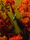 Taxodium trees in autumn on stand up paddle board at the lake. Aerial view