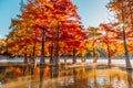 Taxodium trees with red needles. Autumnal swamp cypresses in lake with reflection and fog Royalty Free Stock Photo