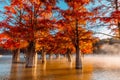 Taxodium with orange needles and sunrise light. Autumnal swamp cypresses on lake with reflection Royalty Free Stock Photo