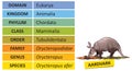 Taxonomic ranks-aardvark Royalty Free Stock Photo