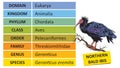Taxonomic ranks-bald ibis