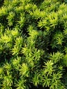 Taxus Royalty Free Stock Photo